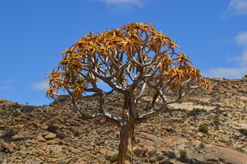 A group of colorful Quiver Trees in the Goegap Nature Reserve in South Africa