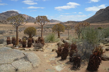 A group of colorful Quiver Trees in the Goegap Nature Reserve in South Africa