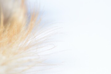 Abstract chicken feather texture background soft focus.