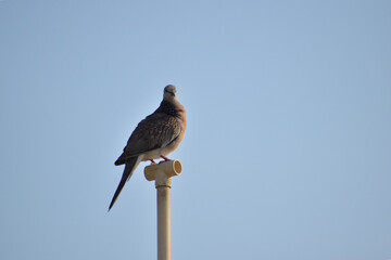 Free as a bird. Herring gull Larus argentatus winter plumage .