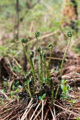A bush of young undeveloped fern shoots in the forest