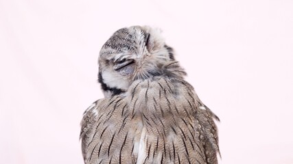 Obraz premium White Faced Scops Owl Close-up portrait on pink background Focused on the eyes