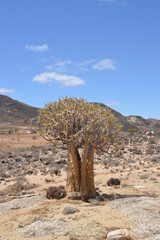 A group of colorful Quiver Trees in the Goegap Nature Reserve in South Africa