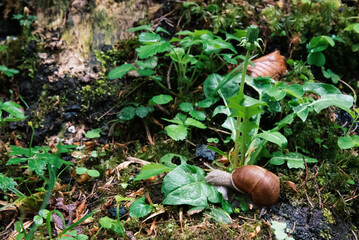 Background with grape snail crawling among moss and grasses