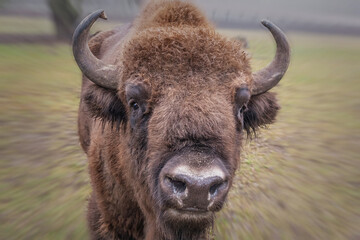 Buffalo, reserve Bialowieza