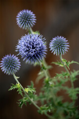Blaue Kugeldistel (Echinops) im Garten
