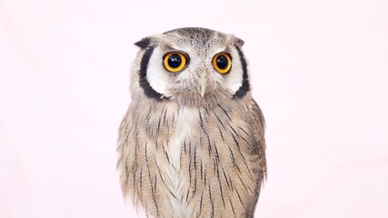 White Faced Scops Owl Close-up portrait on pink background Focused on the eyes
