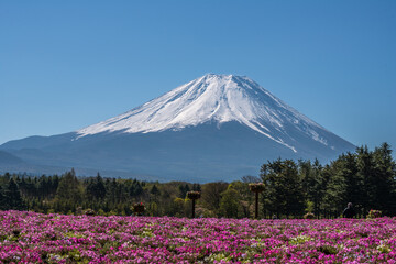 Mt Fuji 