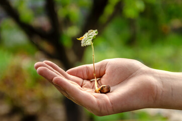 Hands hold a young plant with soil.