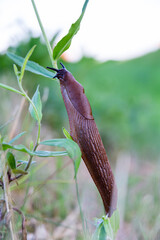 snail on a leaf