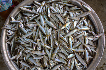 Anchois vendu sur le port de pêche de Lomé, au togo