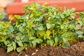 green leaves potato bushes in the garden
