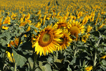 Fototapeta premium Yellow sunflower in a field on a green background