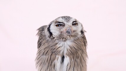 White Faced Scops Owl Close-up portrait on pink background Focused on the eyes