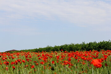 field of red poppies