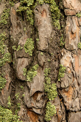 Moss covered tree bark texture