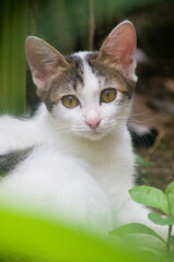 Obraz premium kucing ku