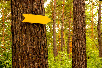 Arrow pointer on tree with empty space for text