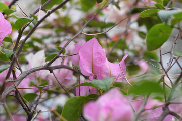 Close up natural purple Bougainvillea flowers in Bangkok Thailand