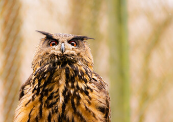 Uhu im Tierpark Kunsterspring bei Neuruppin