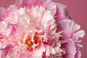 Fragment of delicate pink peony flower isolated on a pink background.