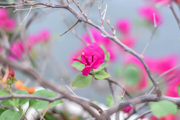 Fototapeta na wymiar Close up natural Fuchsia Bougainvillea flower in Bangkok Thailand