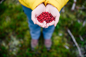 Red lingonberry berries. Tasty berries in woman hands.