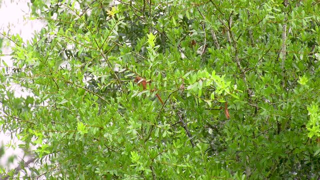 Northern Cardinal bird perched in a tree almost hidden by leaves