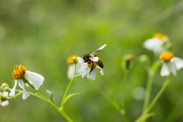  Bee and small white  flower