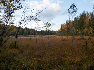 autumn in the forest