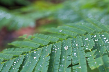 Green leaves and drops of water after the rain