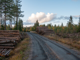 road in the forest