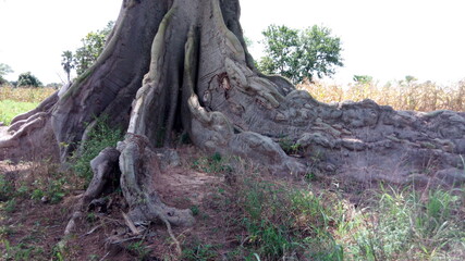 Obraz premium Arbres dit 