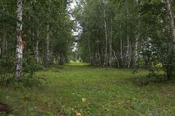 Birch forest.Birch grove.Green grass.Nature in summer.Many birch trees