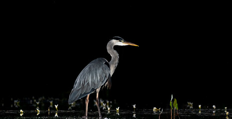Grey heron (Ardea cinerea) fishing at night in a reflecting pool