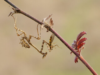 Empusa Pennata stalk their prey and pounce on it, grasping it with their raptorial forelegs