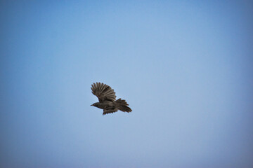 Free as a bird. Herring gull Larus argentatus winter plumage .