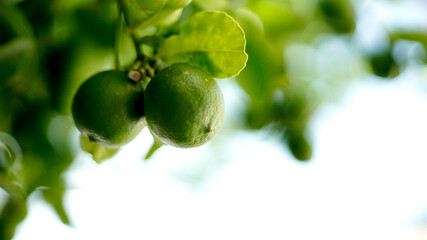 limon verde colgando de una rama