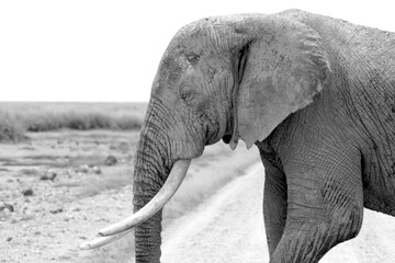 Portrait in Black and white, monochrome, image of an elephant close up walking, Kenya, Africa.