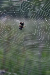 Spider sits on a web in the woods