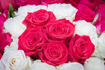 Multi-colored bouquet of red, pink and white roses