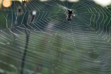 Spider sits on a web in the woods