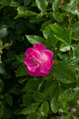 Obraz na płótnie Canvas Small vivid pink rose on a young green bush after the rain