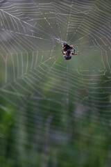Spider sits on a web in the woods