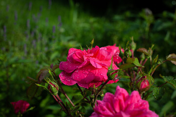 Vivid pink rose flowers with buds on a green bush after the rain