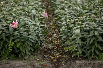 Irrigation and spacing between Lily flowers before harvest for international auction sale with a few surviving flower blossoms