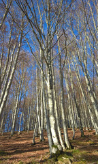 Autumn woods with deciduous trees
