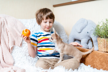 Chihuahua dog licks little laughing child's face on couch with blanket. Portrait of a happy caucasian kid boy eat apple hugging a puppy at cozy home on sofa and play together. Stay at home concept