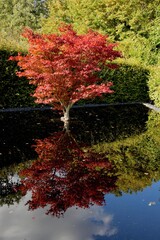 reflet d'&eacute;rable