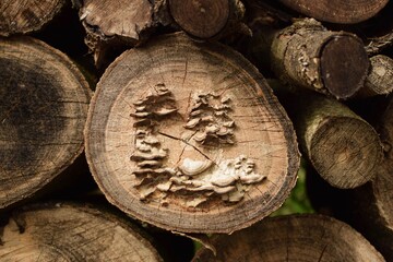 Champignon sur tronc